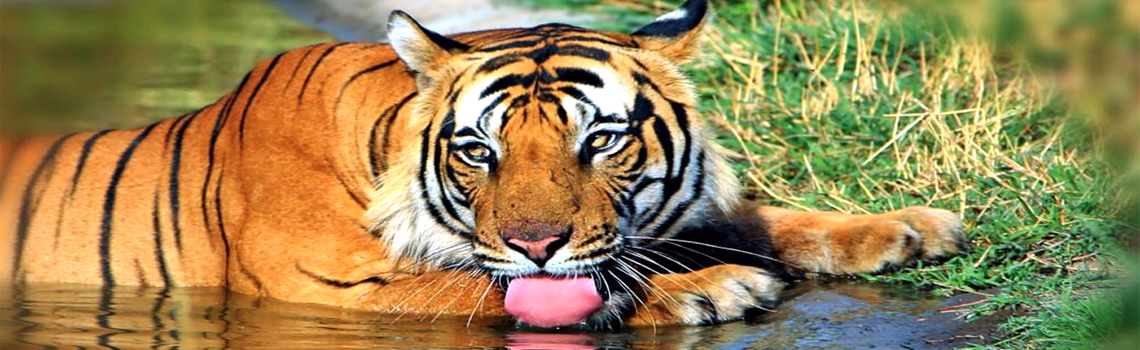 Nagarjuna Sagar Srisailam Tiger Reserve