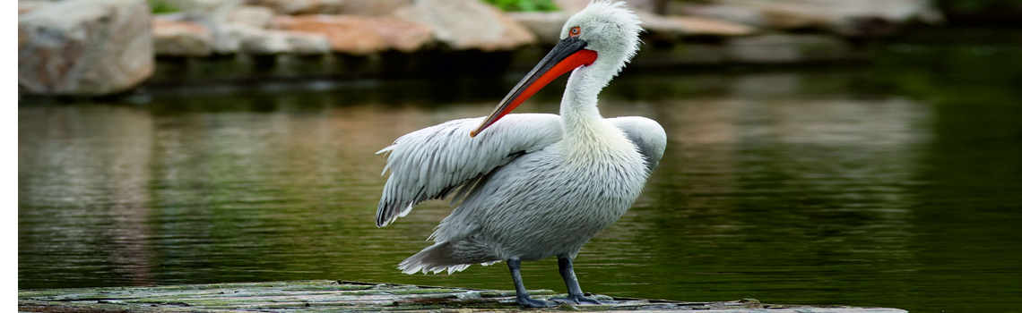 Nalsarovar Bird sanctuary