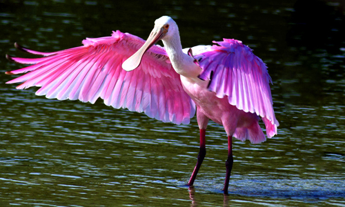 Nalsarovar Bird sanctuary