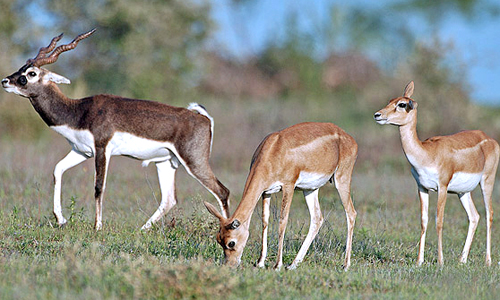 Narayan Sarovar Sanctuary