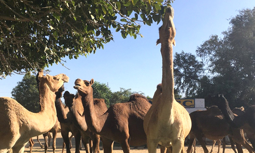 National Research Centre On Camel