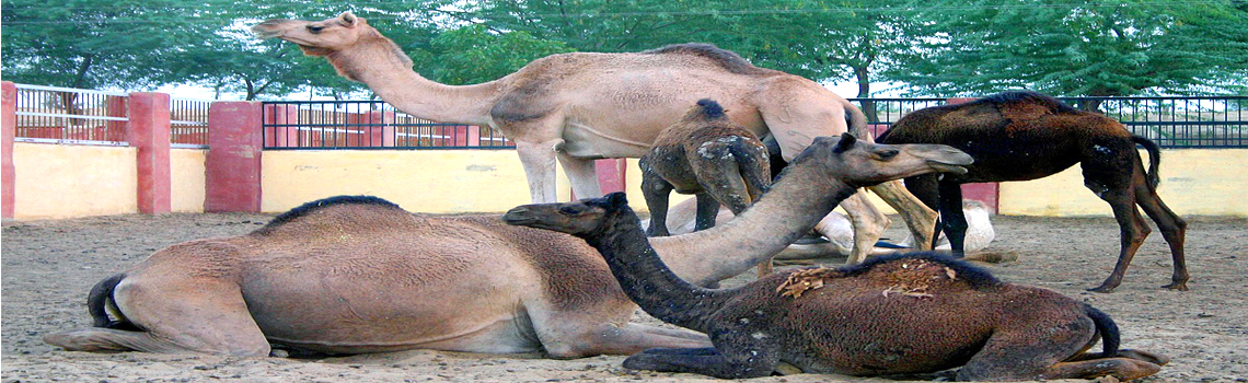 National Research Centre On Camel