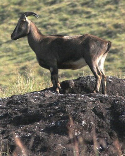 Nilgiri tahr