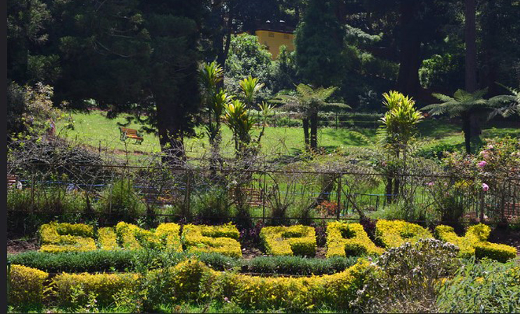 Nilgiris tea