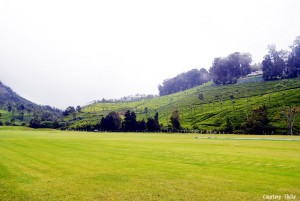 Nilgiris tea