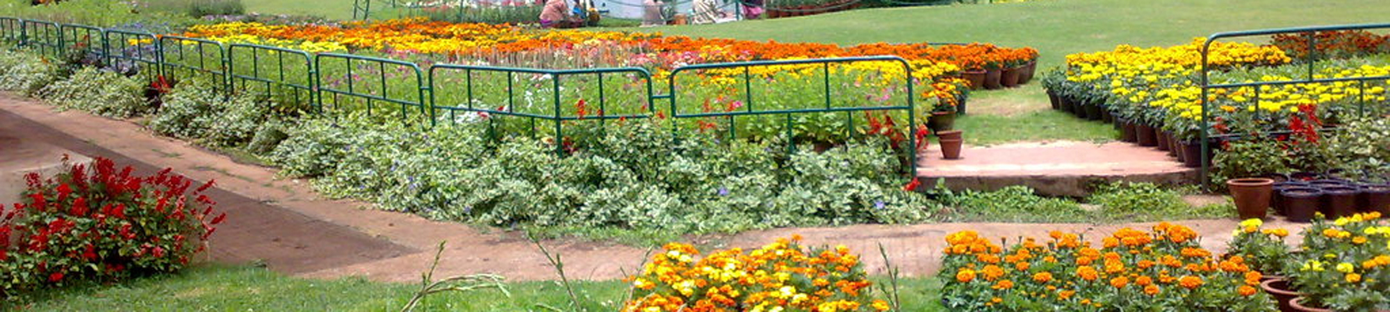 Ooty Rose Garden