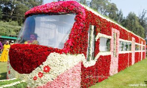 Ooty Rose Garden