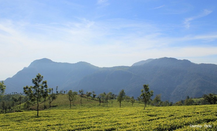 Ooty Tea Garden