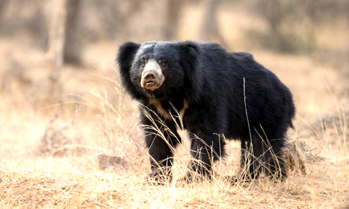 Pakhal Wildlife Sanctuary