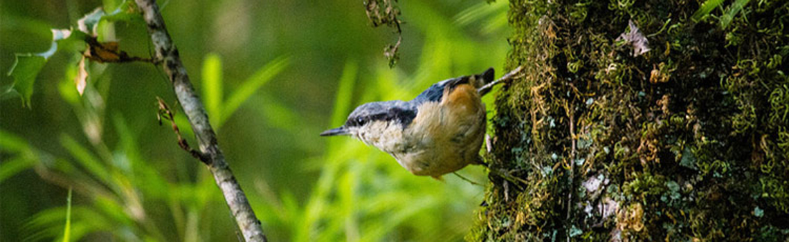 Pangot and Kilbury Bird Sanctuary