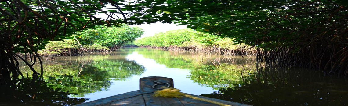 Pichavaram Mangrove Forest