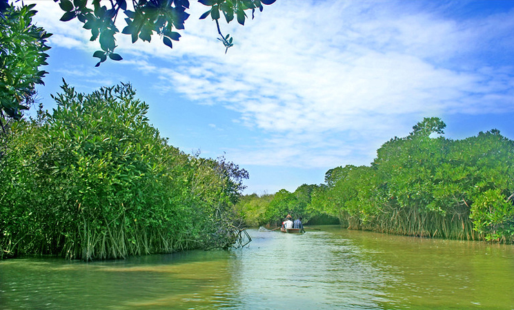 Pichavaram Mangrove Forest