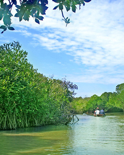 Pichavaram Mangrove Forest