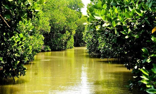 Pichavaram Mangrove Forest