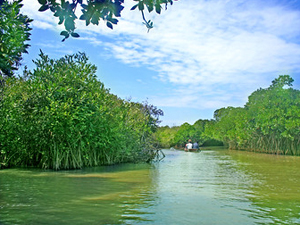 Pichavaram Mangrove Forest