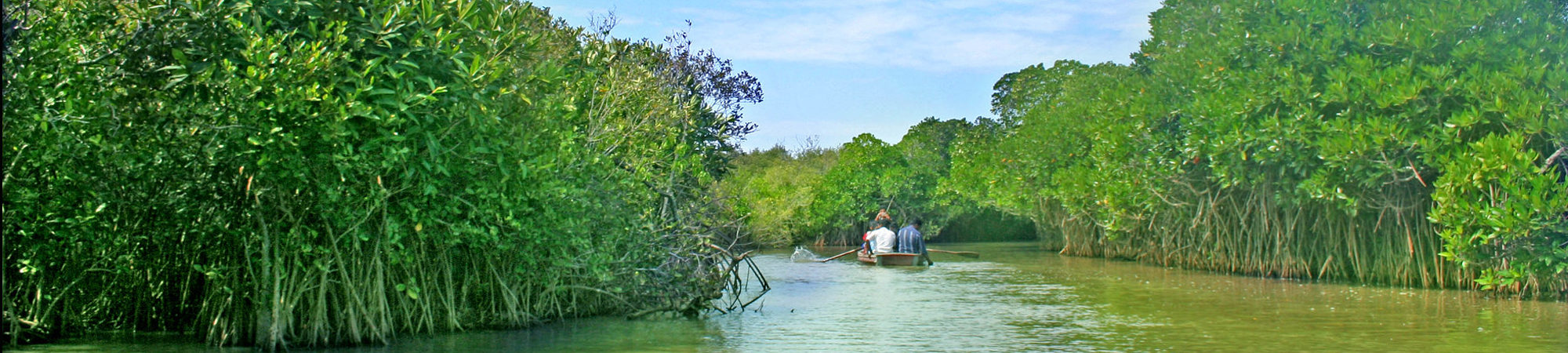 Pichavaram Mangrove Forest