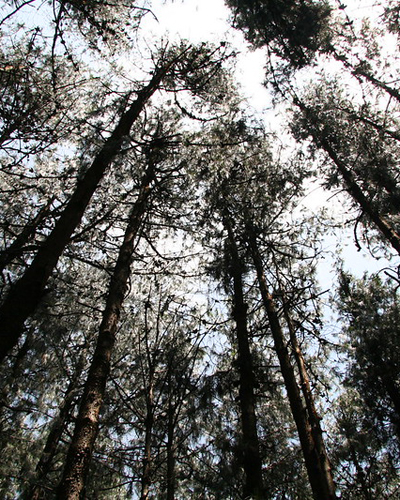 Pine forest