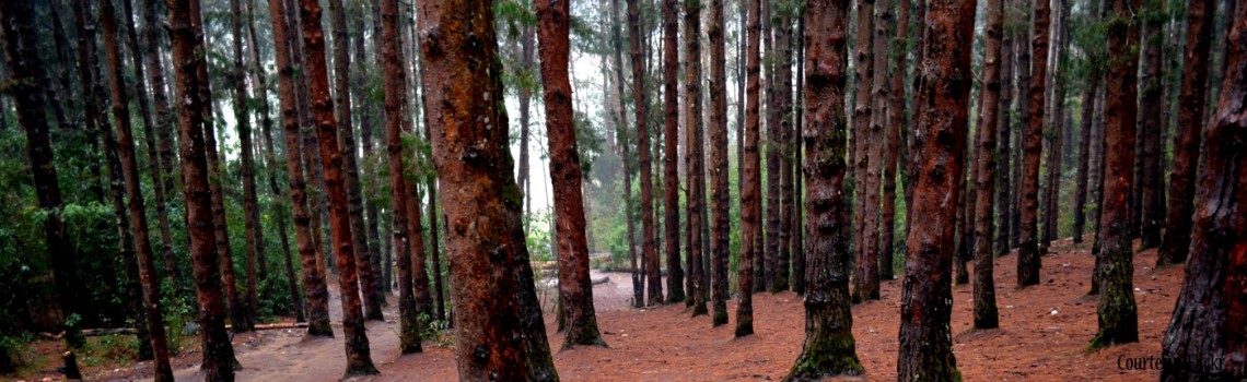 Pine forest Ooty