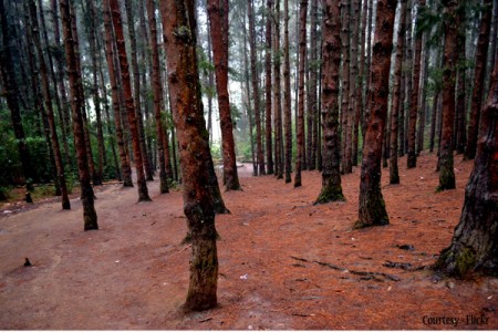 Pine forest Ooty