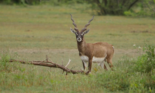 Point Calimere Wildlife Sanctuary