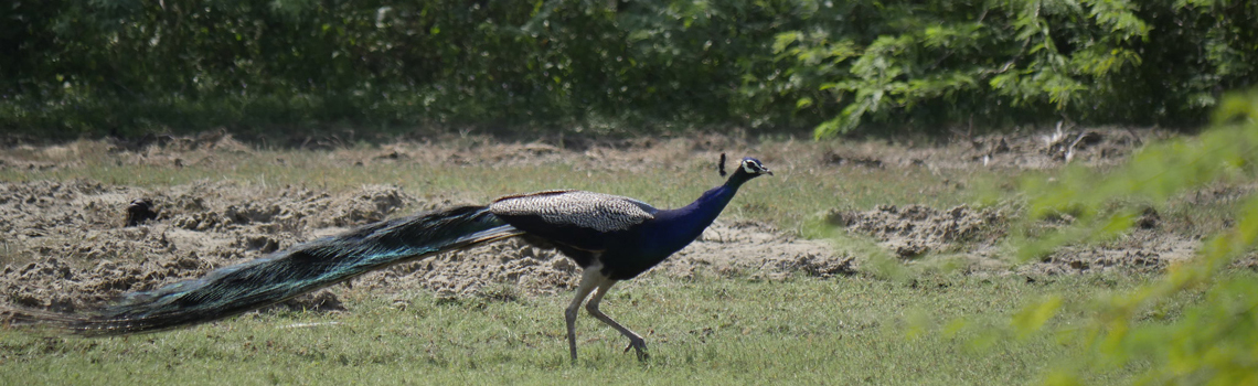 Point Calimere Wildlife Sanctuary