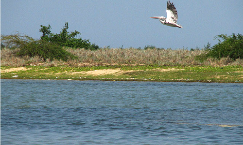 Pulicat Lake & Sanctuary