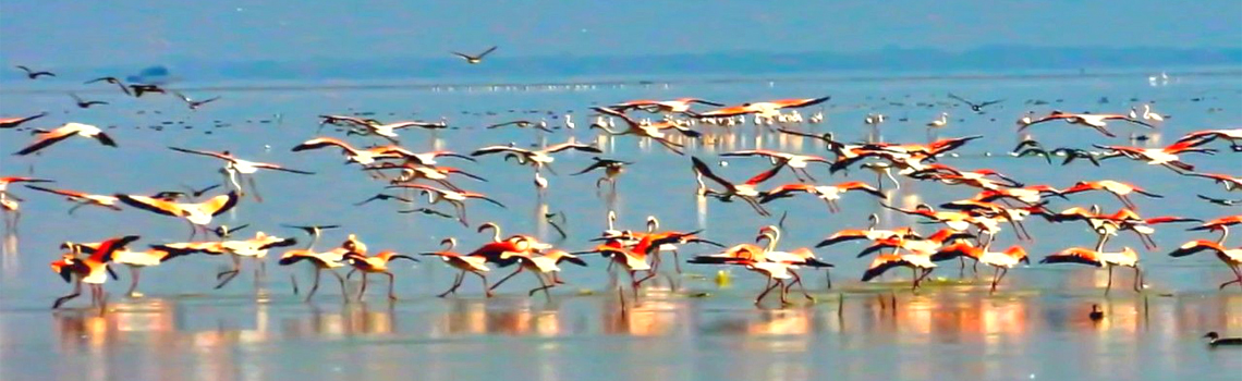 Pulicat Lake & Sanctuary