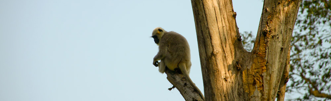 Rajaji National Park