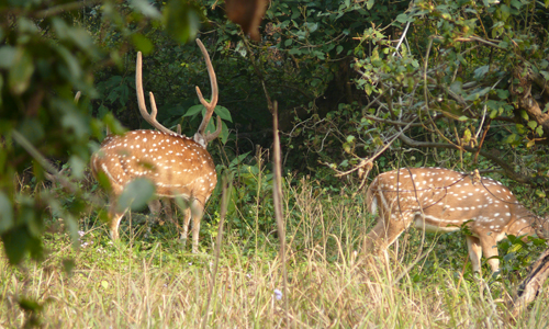 Rajaji National Park