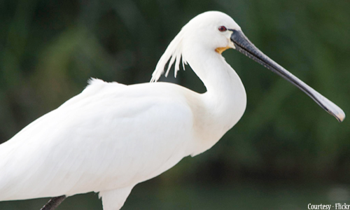 Ranganathittu Bird Sanctuary