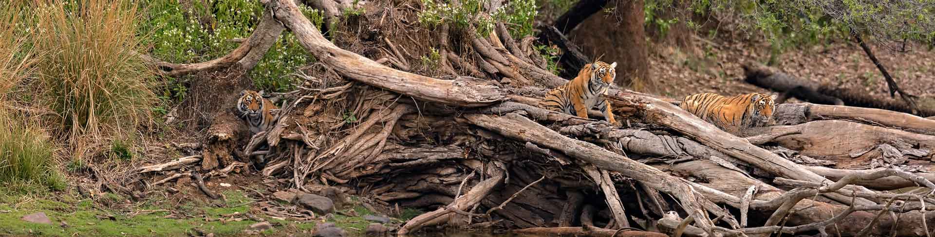 Ranthambhore National Park