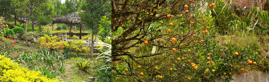 Rimbi Orange Garden