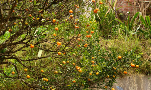 Rimbi Orange Garden