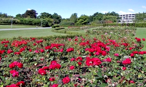 Rose Garden Pushkar