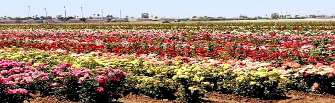 Rose Garden Pushkar