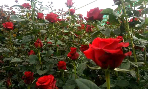 Rose Garden Saputara