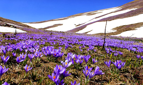 Saffron Fields