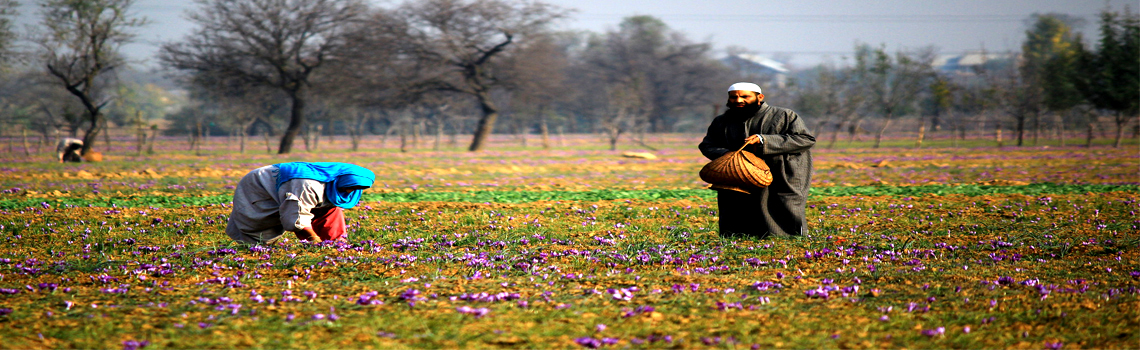 Saffron Fields