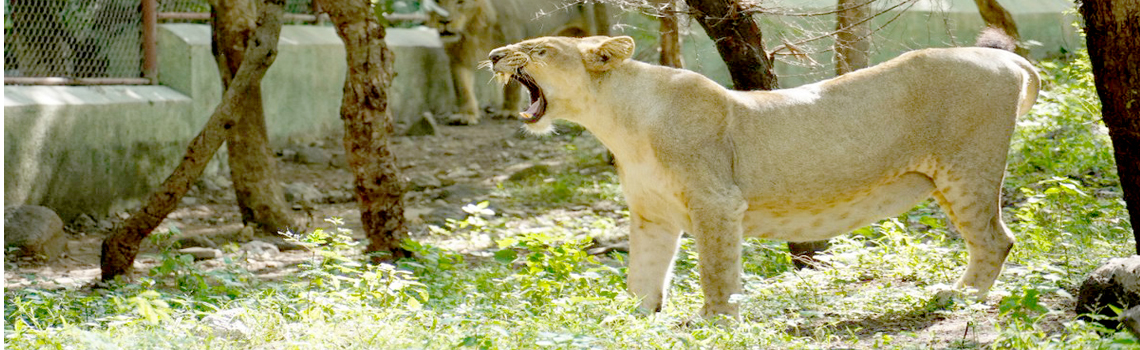 Sakkarbaug Zoological Garden