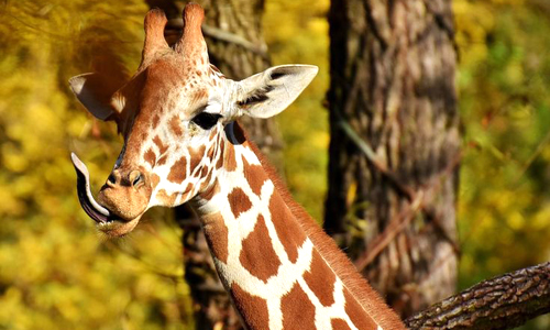 Sakkarbaug Zoological Garden