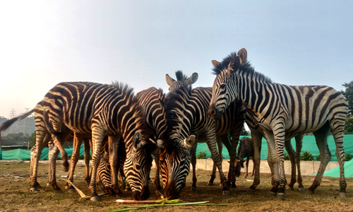 Sardar Patel Zoological Park