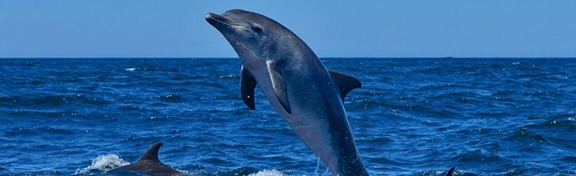 Satapada Dolphin Sanctuary