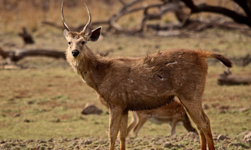 Sitamata Wildlife Sanctuary