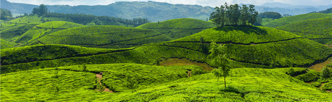 Spice plantation Munnar