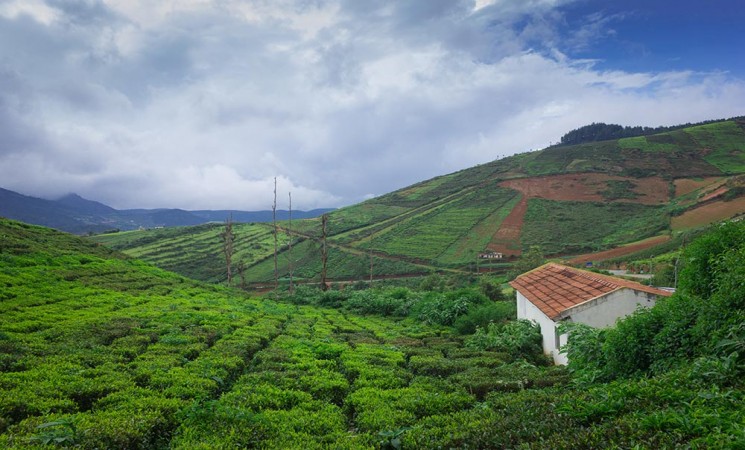 Tea plant