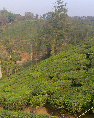 Tea plant