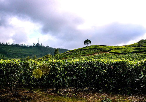 Tea plant