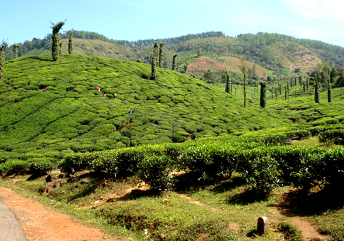 Tea plant