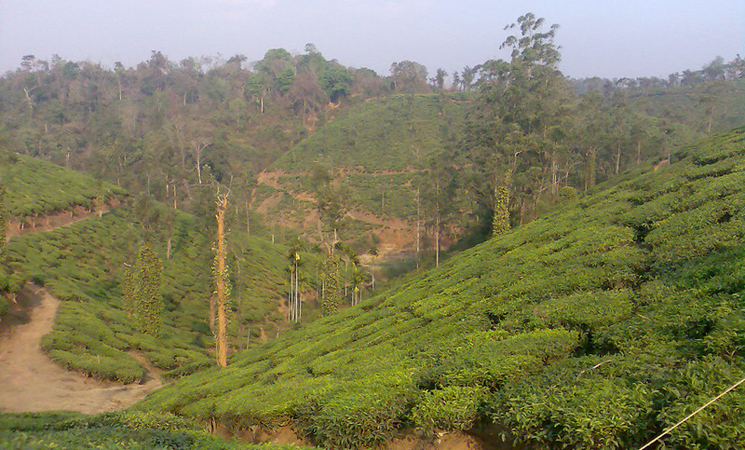 Tea plant