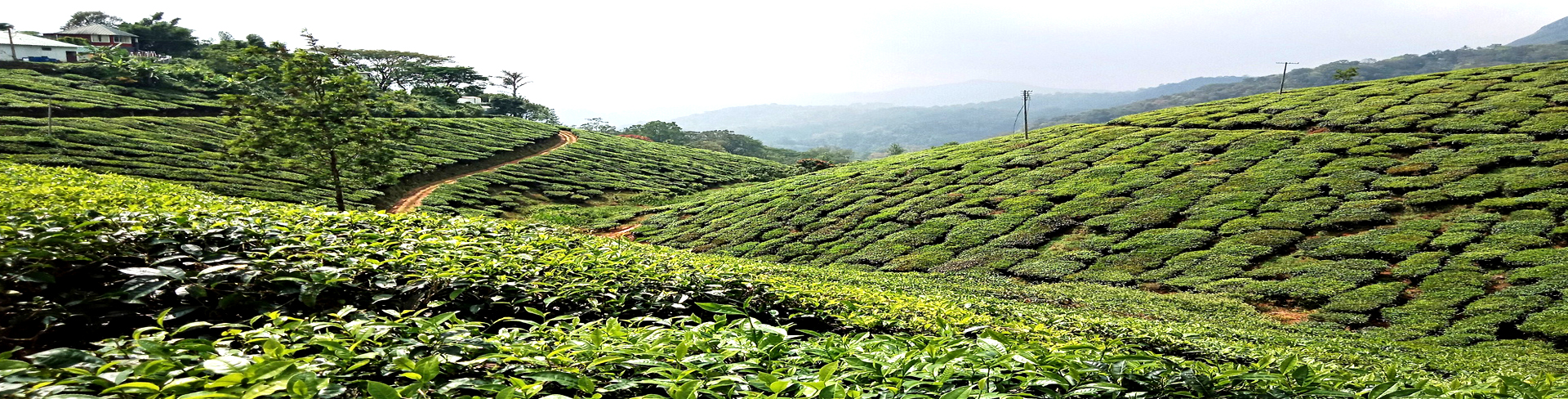 Tea plant